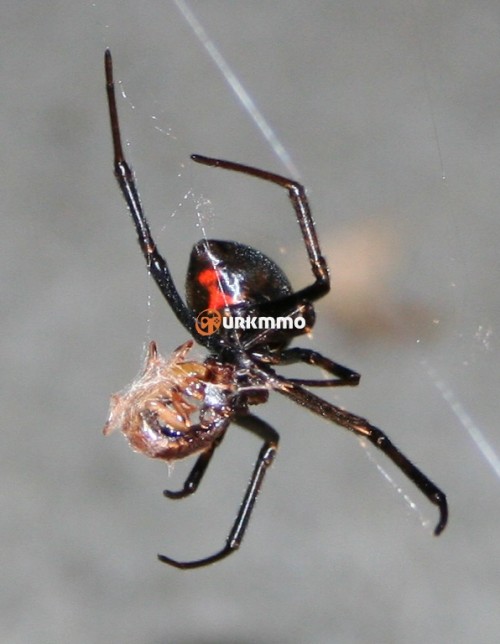 Black-Widow-Spider-karadul-orumcegi-Latrodectus.jpg