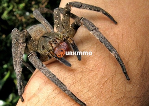 Brazilian Wandering Spiders Phoneutria