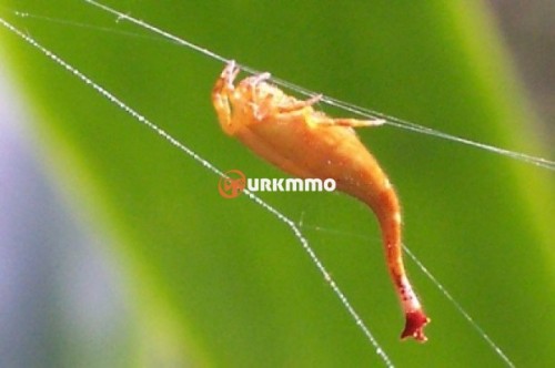 Scorpion Tailed Spider e1354492932683