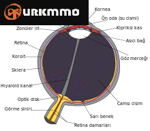 Schematic_diagram_of_the_human_eye_tr.svg.png