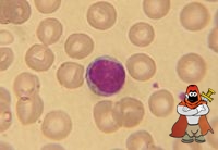 200px-Lymphocyte2.jpg