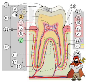 Cross_sections_of_teeth_intl.svg.png