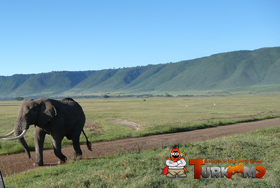 280px-Elelphant_in_Ngorongoro.png