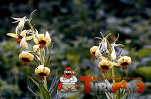 220px-Lil_ciliatum_01Infl_Tuerkei_Kumbet_85.jpg