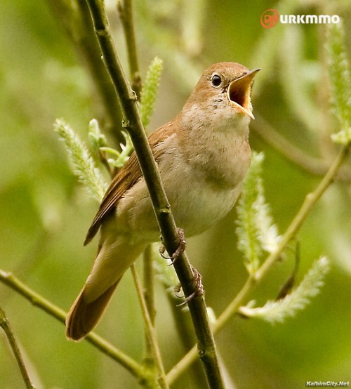 bulbul-5.jpg