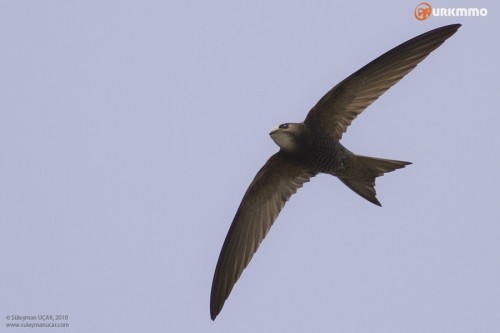 ebabil-kusu-1.jpg