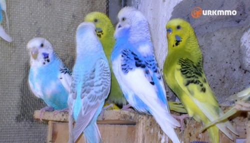 jumbo-muhabbet-kuslari.jpg
