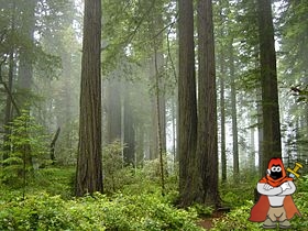 Redwood_National_Park_fog_in_the_forest.jpg