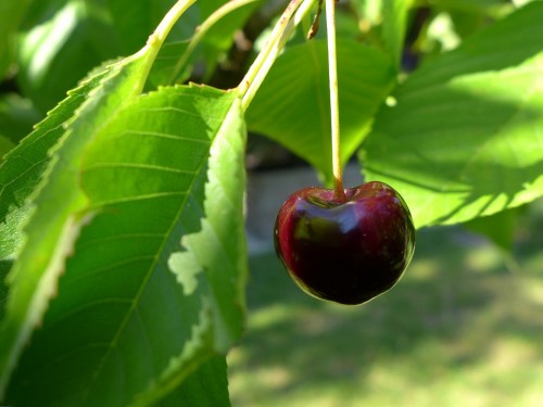 cherry-383529_960_720.jpg