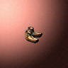 15160_big.png