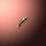 27822_big.png