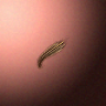 30024_big.png