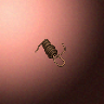 31211_big.png