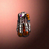 46040_big.png
