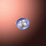 50021_big.png