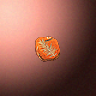 50603_big.png