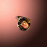 55701_big.png