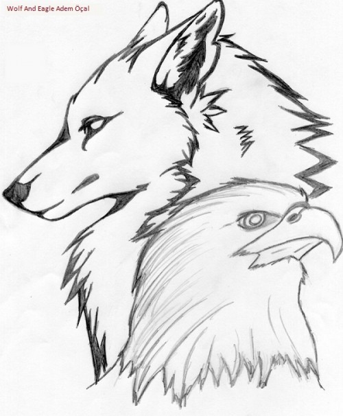 Wolf-And-Eagle-Adem-Ocal.jpg