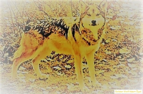 Golden-Wolf-Adem-Ocal.jpg