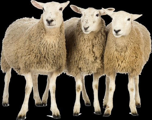 sheep_PNG2190.png