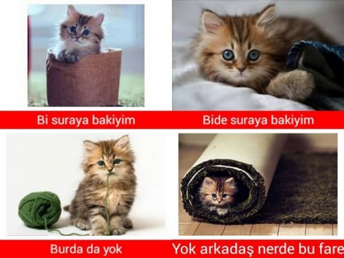 komik-kedi-capsleri-11.jpg