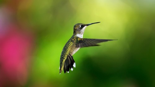 hummingbird_bird_background_flight_72375_1920x1080.jpg