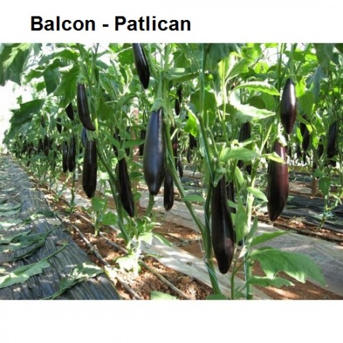 Balcon---Patlican.jpg