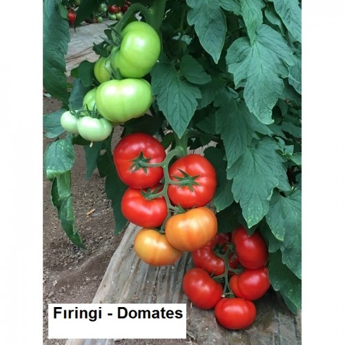 Firingi---Domates.jpg