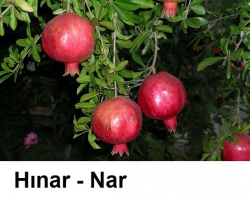 Hinar---Nar.jpg