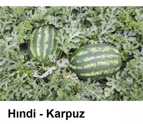 Hindi---Karpuz.jpg