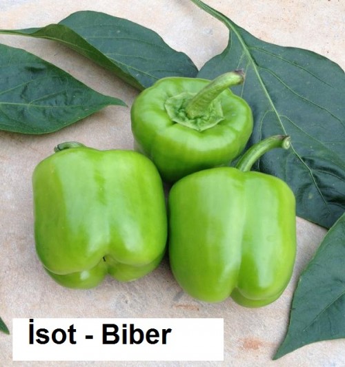 Isot---Biber.jpg