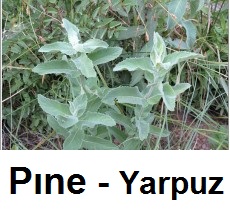 Pine---Yarpuz.jpg