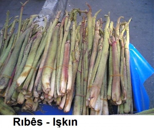 Ribes---Iskin-2.jpg