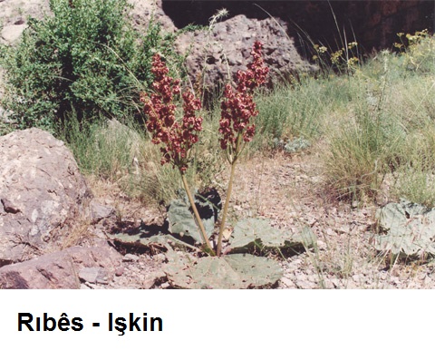 Ribes---Iskin.jpg