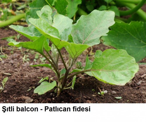 Sitli-balcon---Patlican-fidesi.jpg