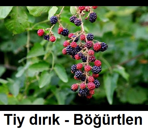 Tiy-dirik---Bogurtlen.jpg