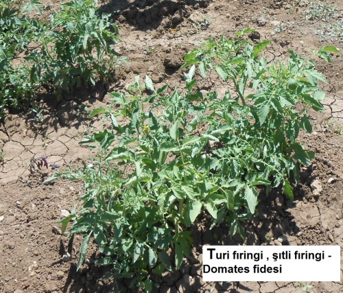 Turi-firingi---Domates-fidesi.jpg