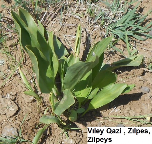 Viley-Qazi-Zilpes-Zilpeys.jpg