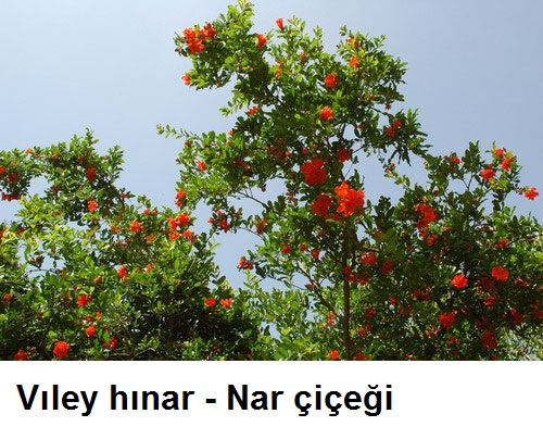 Viley-naglir---Nar-cicegi.jpg