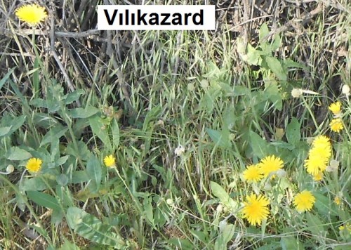 Vilikazard.jpg