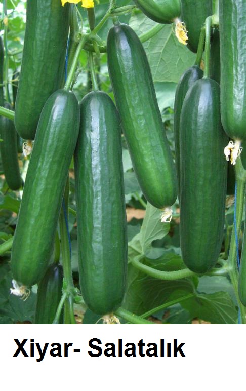Xiyar--Salatalik.jpg