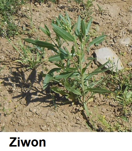 Ziwon.jpg