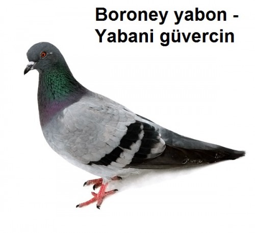 Boroney-yabon---Yabani-guvercin-1.jpg