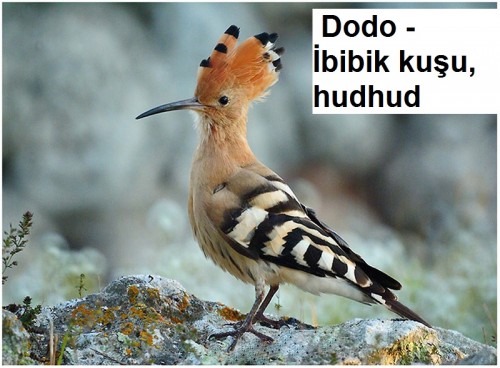 Dodo---ibibik-kusu-hudhud-2.jpg