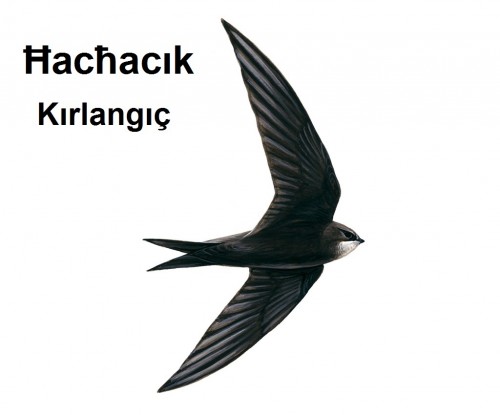 Hachacik---Kirlangic-1a.jpg