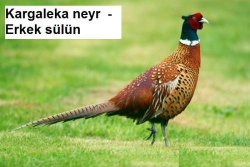 Kargaleko-neyr---Erkek-sulun-1.jpg