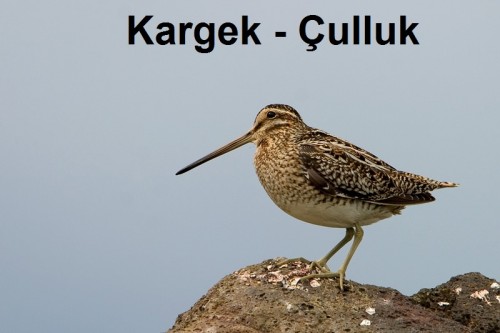 Kargek---Culluk-1.jpg