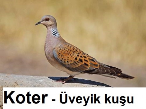 Koter---Uveyik-kusu-1a.jpg