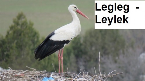 Legleg---Leylek-1.jpg