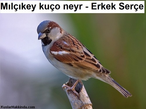 Milcikey-kuco-neyr---Erkek-Serce-1.jpg
